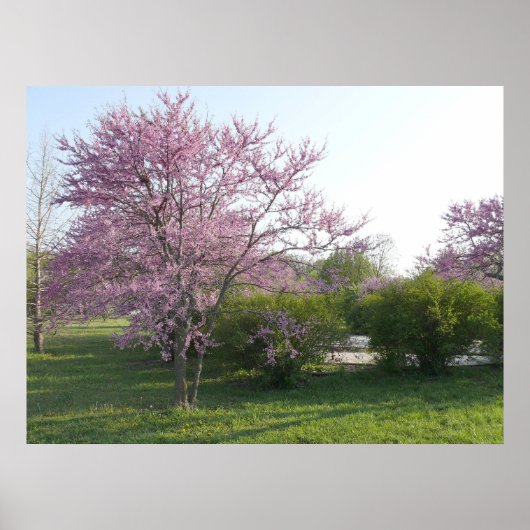Redbud Tree - El Dorado Lake Kansas Poster (Voorkant)