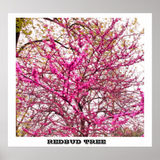 REDBUD TREE POSTER