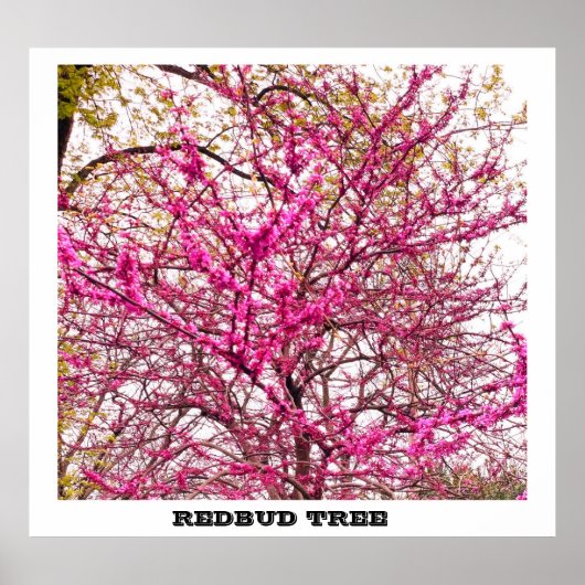 REDBUD TREE POSTER (Voorkant)