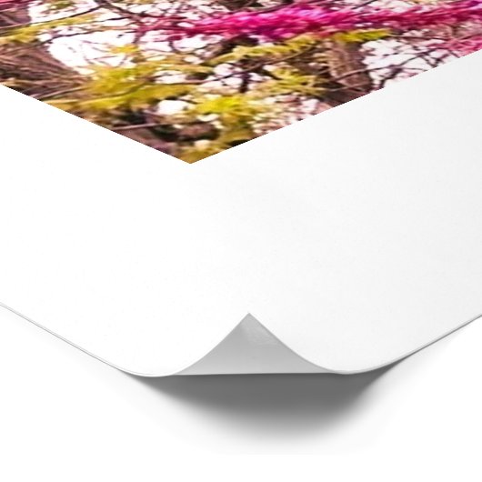 REDBUD TREE POSTER (Hoek)