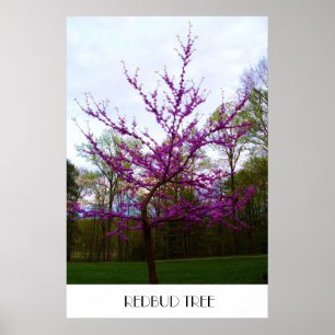 REDBUD TREE poster