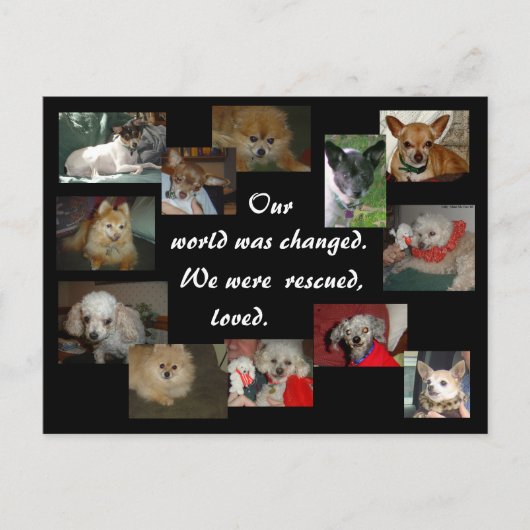 Redde honden briefkaart (Voorkant)