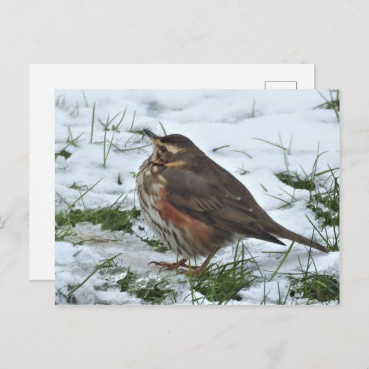 Redding Briefkaart (Voorkant / Achterkant)