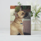 Reddingshond 3.5"x 5"Vlak Dank u Kaart (Staand voorkant)