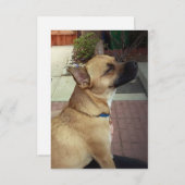 Reddingshond 3.5"x 5"Vlak Dank u Kaart (Voorkant / Achterkant)