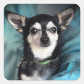 Reddingshond Chihuahua Classic Vierkante Sticker (Voorkant)