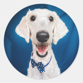 Reddingshond Poodle Classic Ronde Sticker