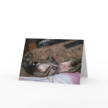 Reddingshonden Gevouwen Wenskaart