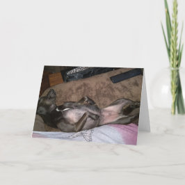 Reddingshonden Gevouwen Wenskaart Kaart