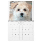 Reddingskalender voor Havanese Puppy 2012 Kalender (Mar 2027)