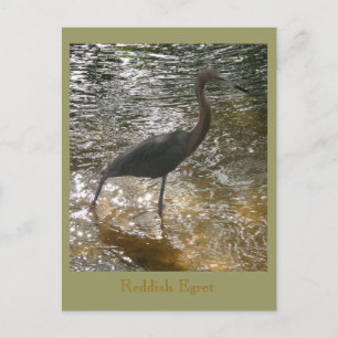 Reddish Egret Briefkaart