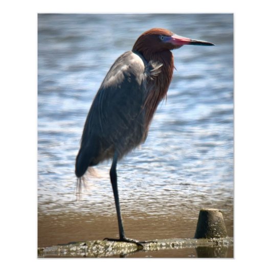 Reddish Egret Foto Afdruk (Voorkant)
