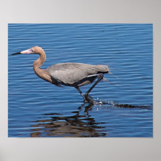 Reddish Egret Poster (Voorkant)