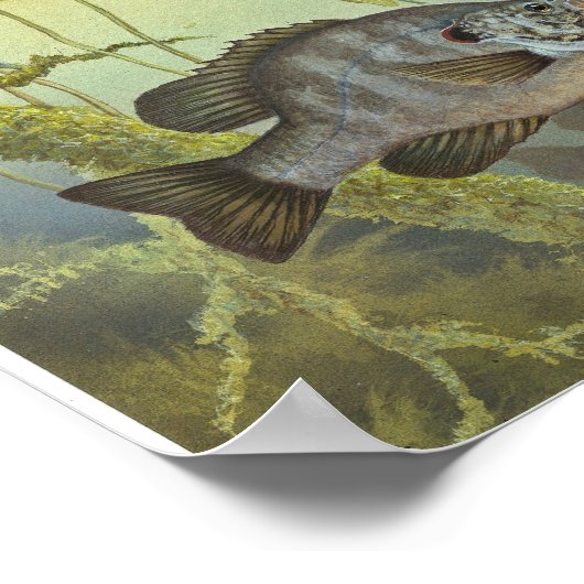 Redear Sunfish Poster (Hoek)