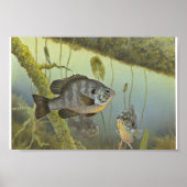 Redear Sunfish Poster (Voorkant)