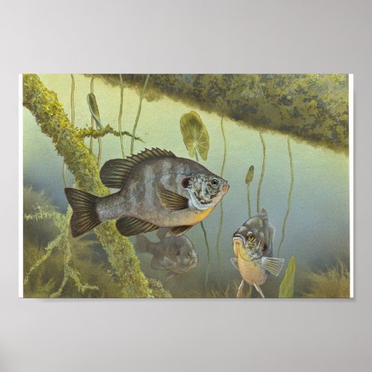 Redear Sunfish Poster (Voorkant)