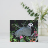 Redeye'd Dove Briefkaart (Staand voorkant)