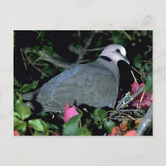 Redeye'd Dove Briefkaart (Voorkant)