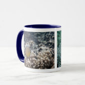 Redfin Butterflyfish (Chaetodon lunulatus) Mok (Voorkant links)