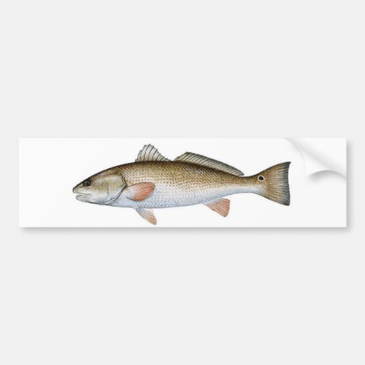 REDFISH BUMPERSTICKER (Voorkant)