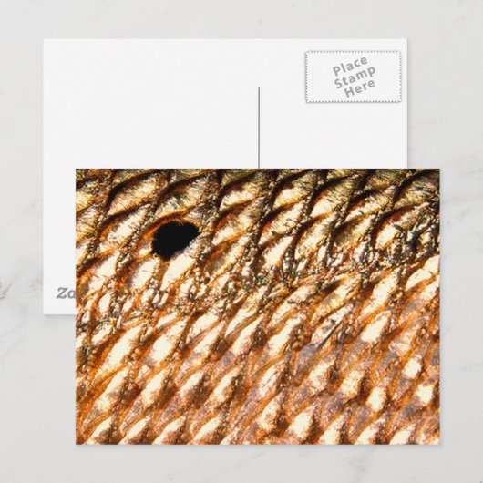 "Redfish" - rode drum door PatternWear© Briefkaart (Voorkant / Achterkant)