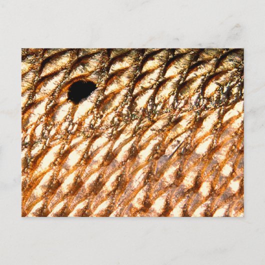 "Redfish" - rode drum door PatternWear© Briefkaart (Voorkant)