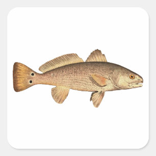 Redfish Vierkante Sticker