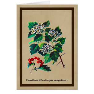 Redhaw Hawthorn op oud papier