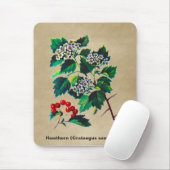 Redhaw Hawthorn op oud papier Muismat (Met muis)