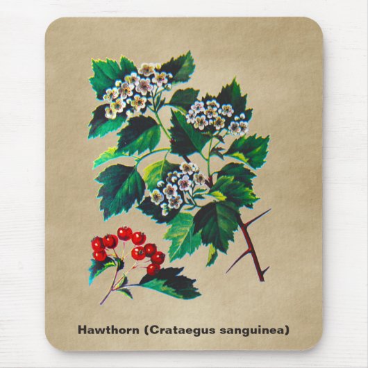 Redhaw Hawthorn op oud papier Muismat (Voorkant)