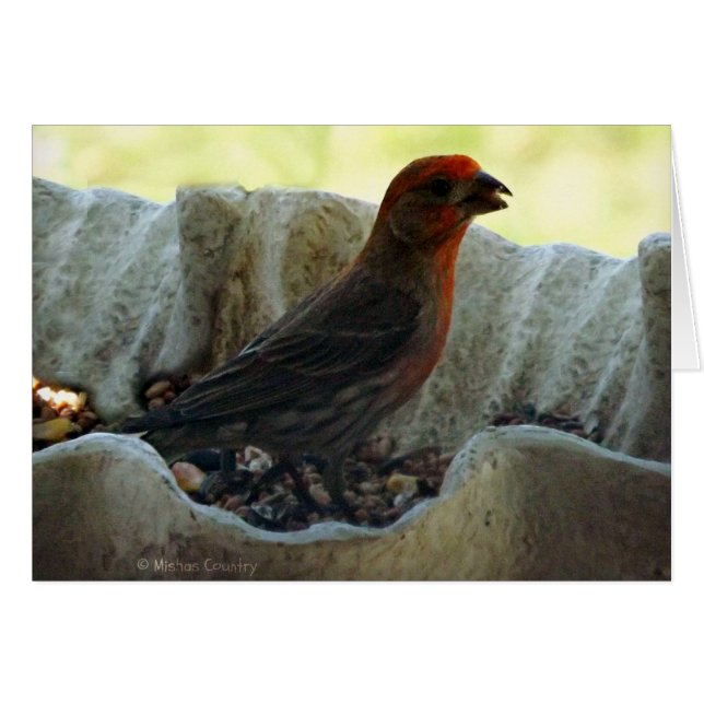 Redhead Bird (Voorkant Horizontaal)