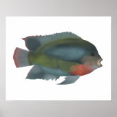 Redhead Cichlid Poster (Voorkant)