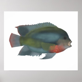 Redhead Cichlid Poster