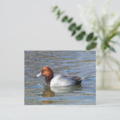 Redhead Drake Briefkaart (Staand voorkant)