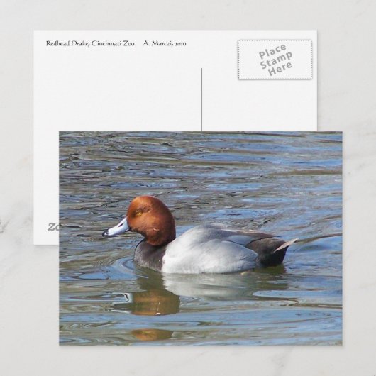 Redhead Drake Briefkaart (Voorkant / Achterkant)