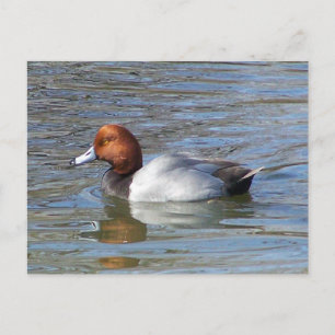 Redhead Drake Briefkaart