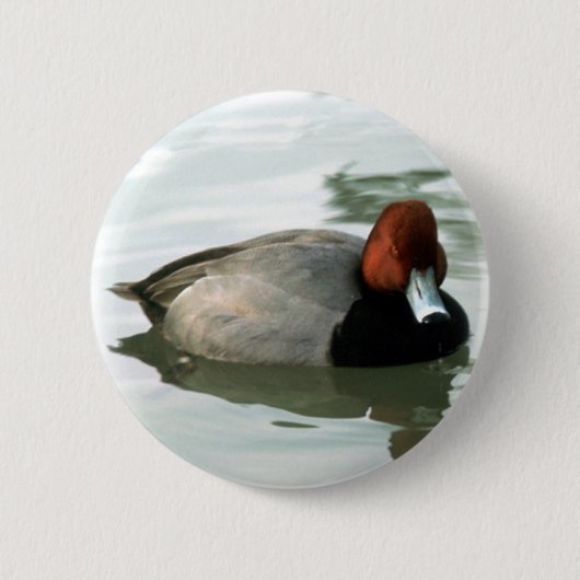 Redhead Drake (zonder titel) Ronde Button 5,7 Cm (Voorkant)