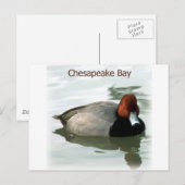 Redhead Duck Briefkaart (Voorkant / Achterkant)