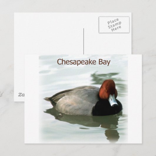 Redhead Duck Briefkaart (Voorkant / Achterkant)