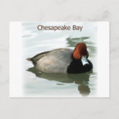 Redhead Duck Briefkaart (Voorkant)
