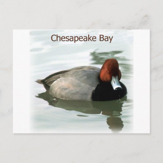 Redhead Duck Briefkaart (Voorkant)