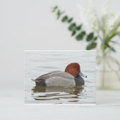 Redhead Duck Drake Briefkaart (Staand voorkant)