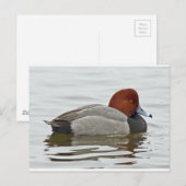 Redhead Duck Drake Briefkaart (Voorkant / Achterkant)