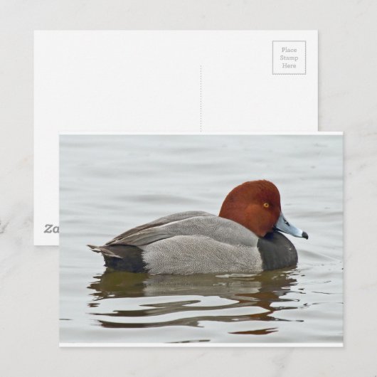 Redhead Duck Drake Briefkaart (Voorkant / Achterkant)