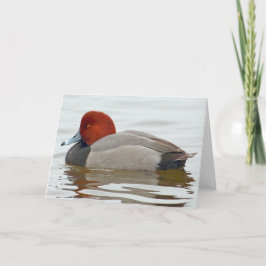 Redhead Duck Drake Kaart