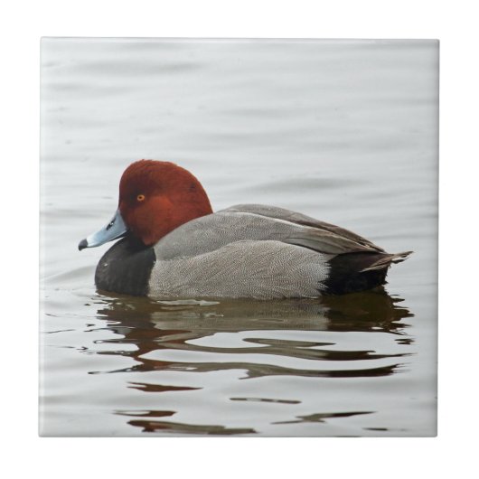 Redhead Duck Drake - Quiet Winter Morning Tegeltje (Voorkant)