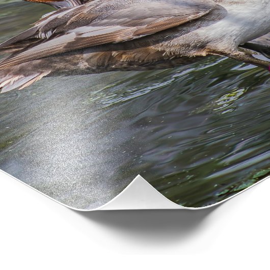 Redhead Duck Print Photo Foto Afdruk (Hoek)