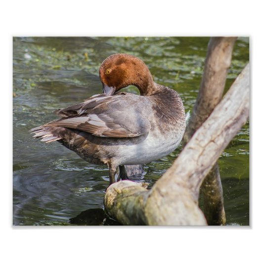 Redhead Duck Print Photo Foto Afdruk (Voorkant)