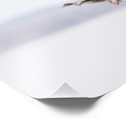 Redhead Ducks in Flight Foto Afdruk (Hoek)