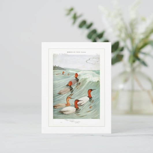 Redhead- en Canvasback-eenden Briefkaart (Staand voorkant)